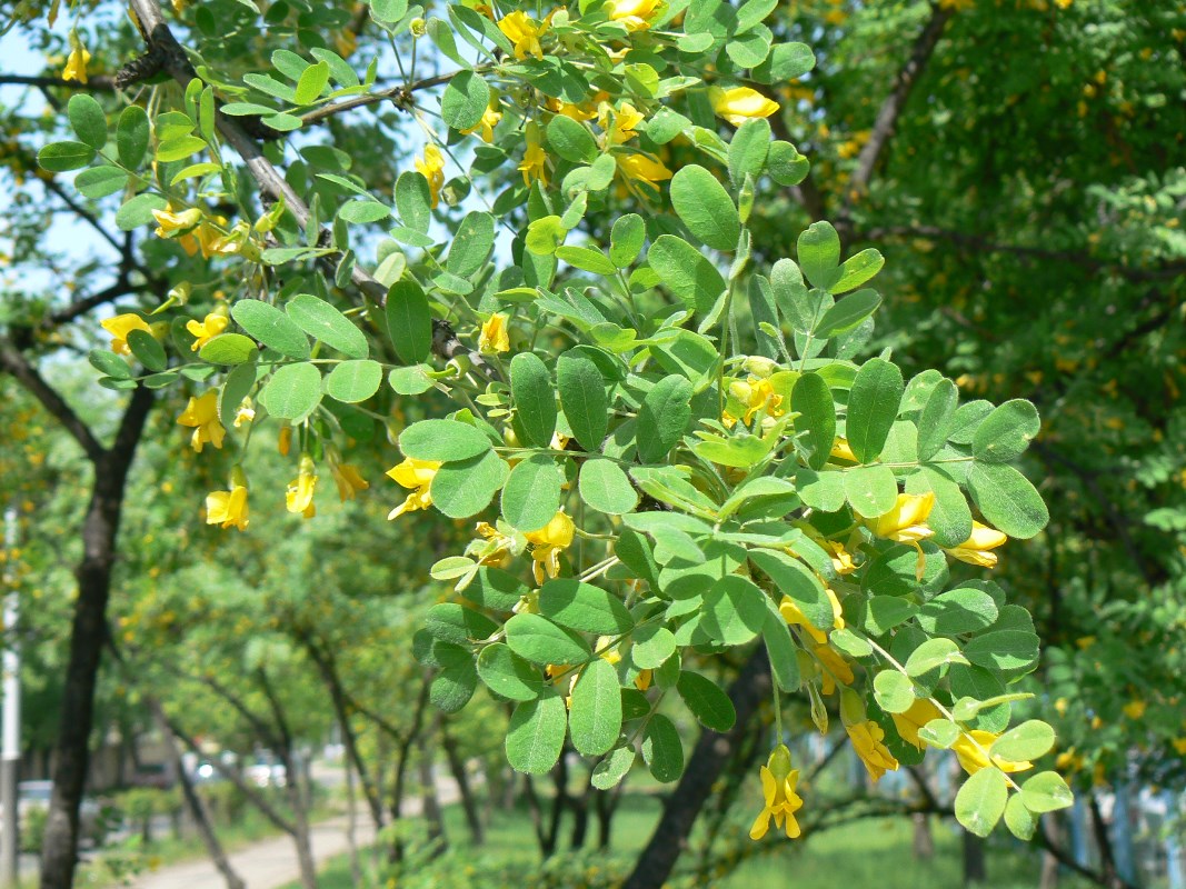 Изображение особи Caragana arborescens.