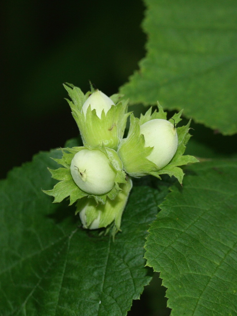 Image of Corylus avellana specimen.