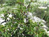 Rhamnus intermedia