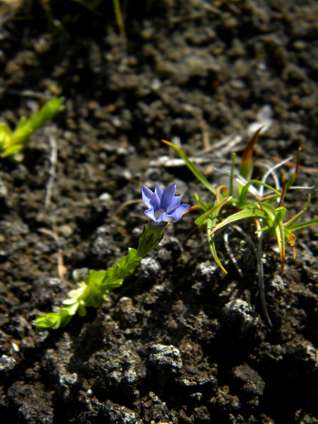 Изображение особи Gentiana prostrata.