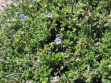 Lithodora hispidula. Верхушки побегов с цветками и формирующимися плодами. Греция, о. Родос, окр. мыса Прасониси, песчаный берег Средиземного моря. 9 мая 2011 г.