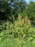 Rumex sylvestris. Куртина плодоносящих растений. Санкт-Петербург, Старый Петергоф, парк \"Сергиевка\", лужайка у Китайского домика. 01.08.2020.