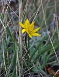 Tulipa biebersteiniana. Верхушки цветущих растений. Самарская обл., национальный парк \"Самарская Лука\", гора Верблюд, луговой склон. 01.05.2021.