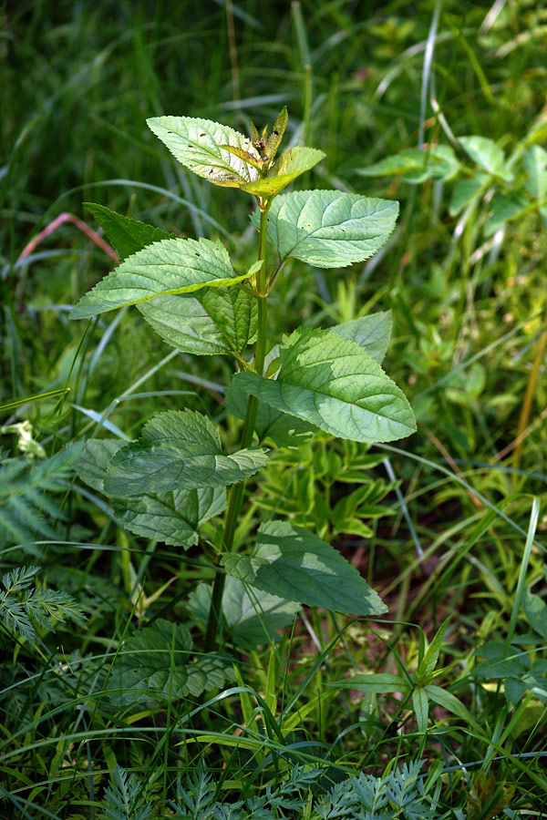 Изображение особи Scrophularia nodosa.