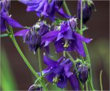 Aquilegia vulgaris