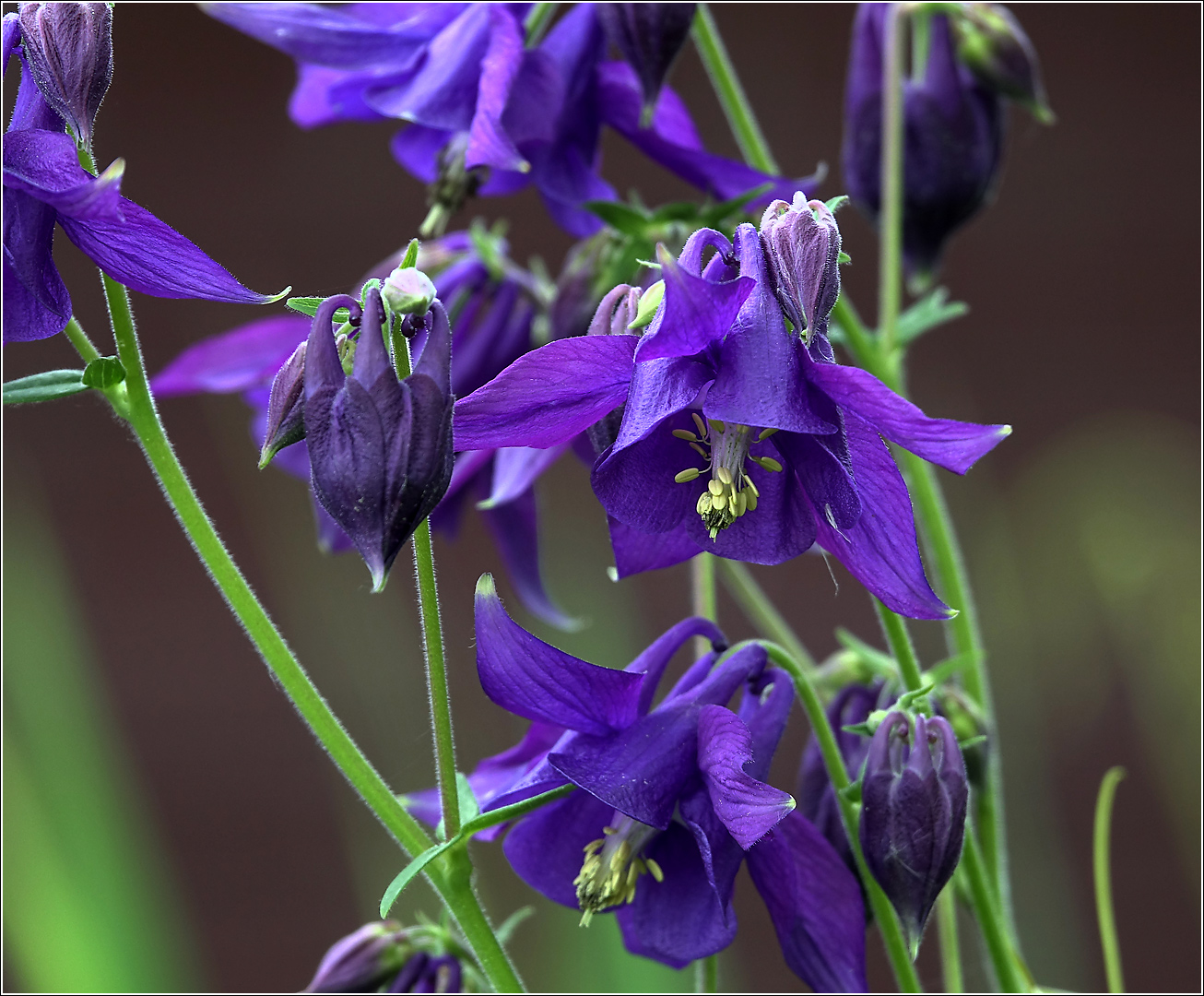 Image of Aquilegia vulgaris specimen.