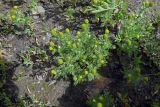 Matricaria discoidea