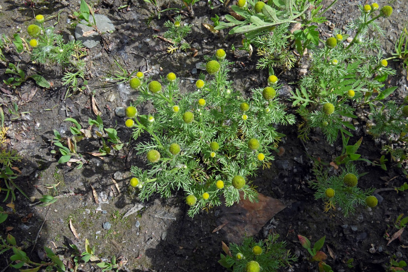 Image of Matricaria discoidea specimen.