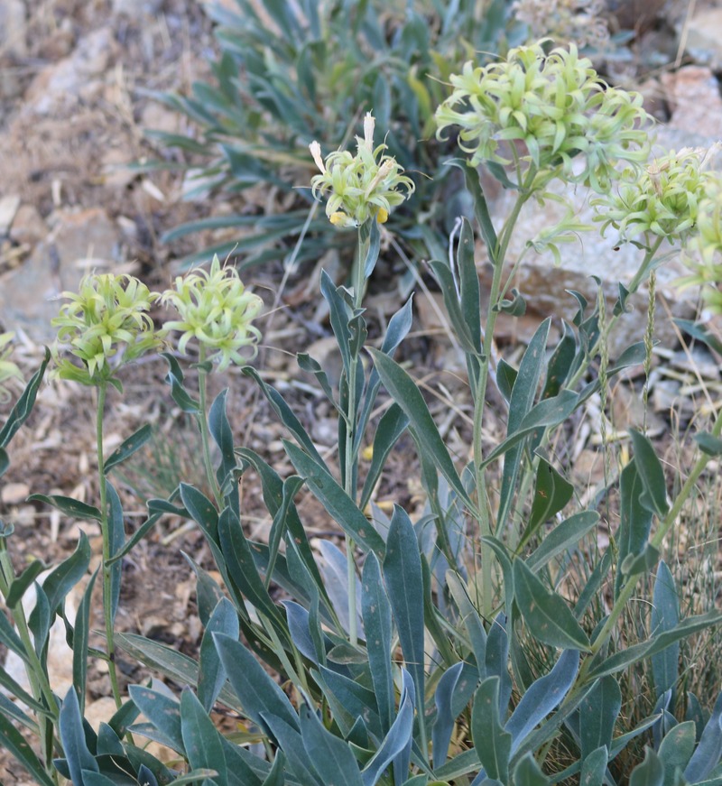 Image of Onosma sericea specimen.