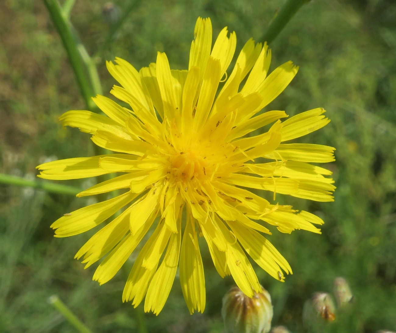 Изображение особи Crepis pannonica.