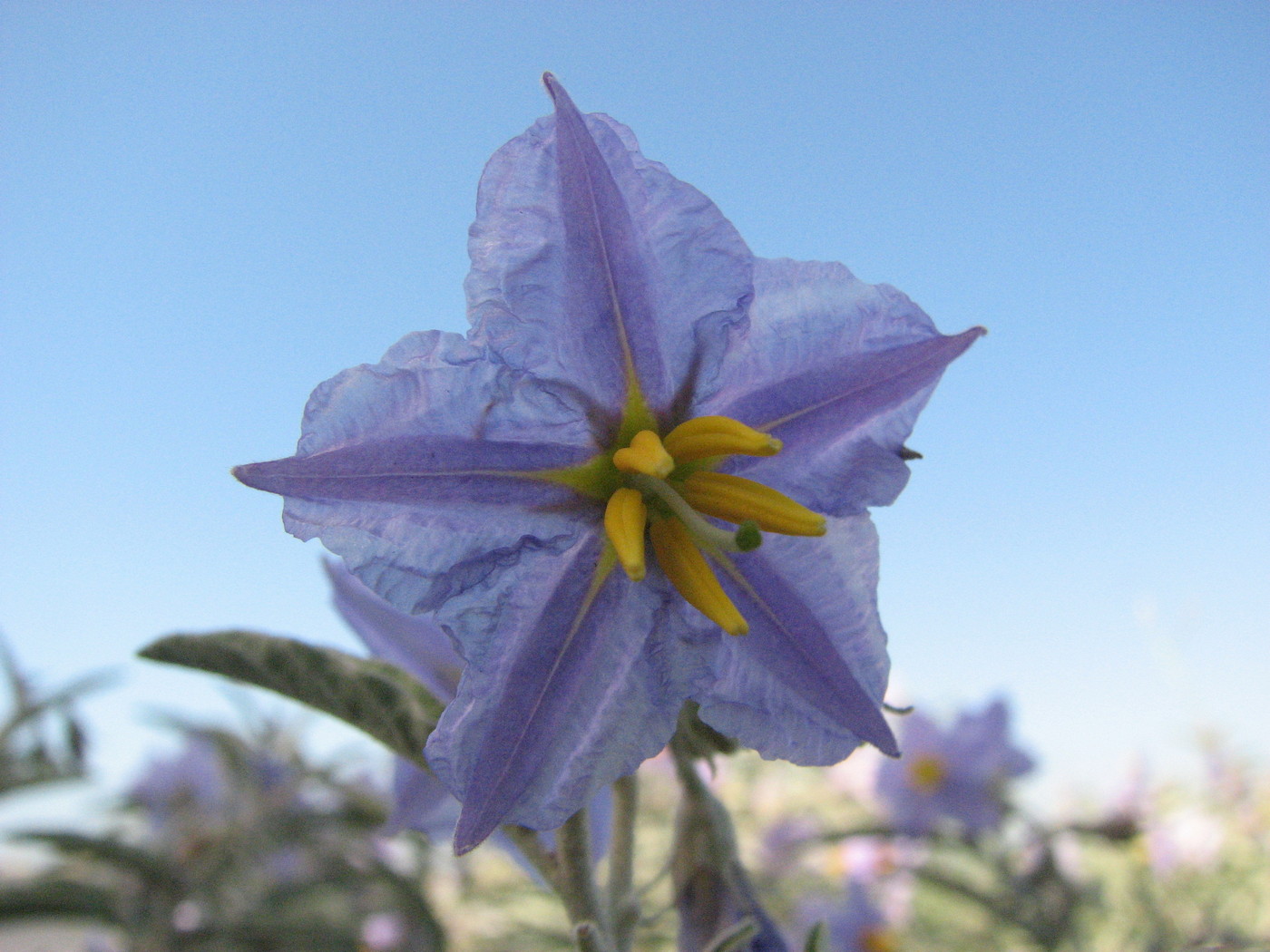 Image of Solanum elaeagnifolium specimen.