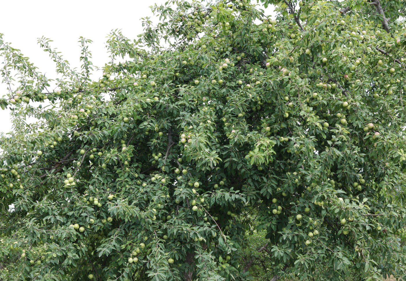 Изображение особи Malus orientalis.