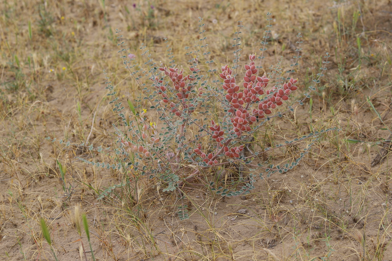 Изображение особи Astragalus winkleri.