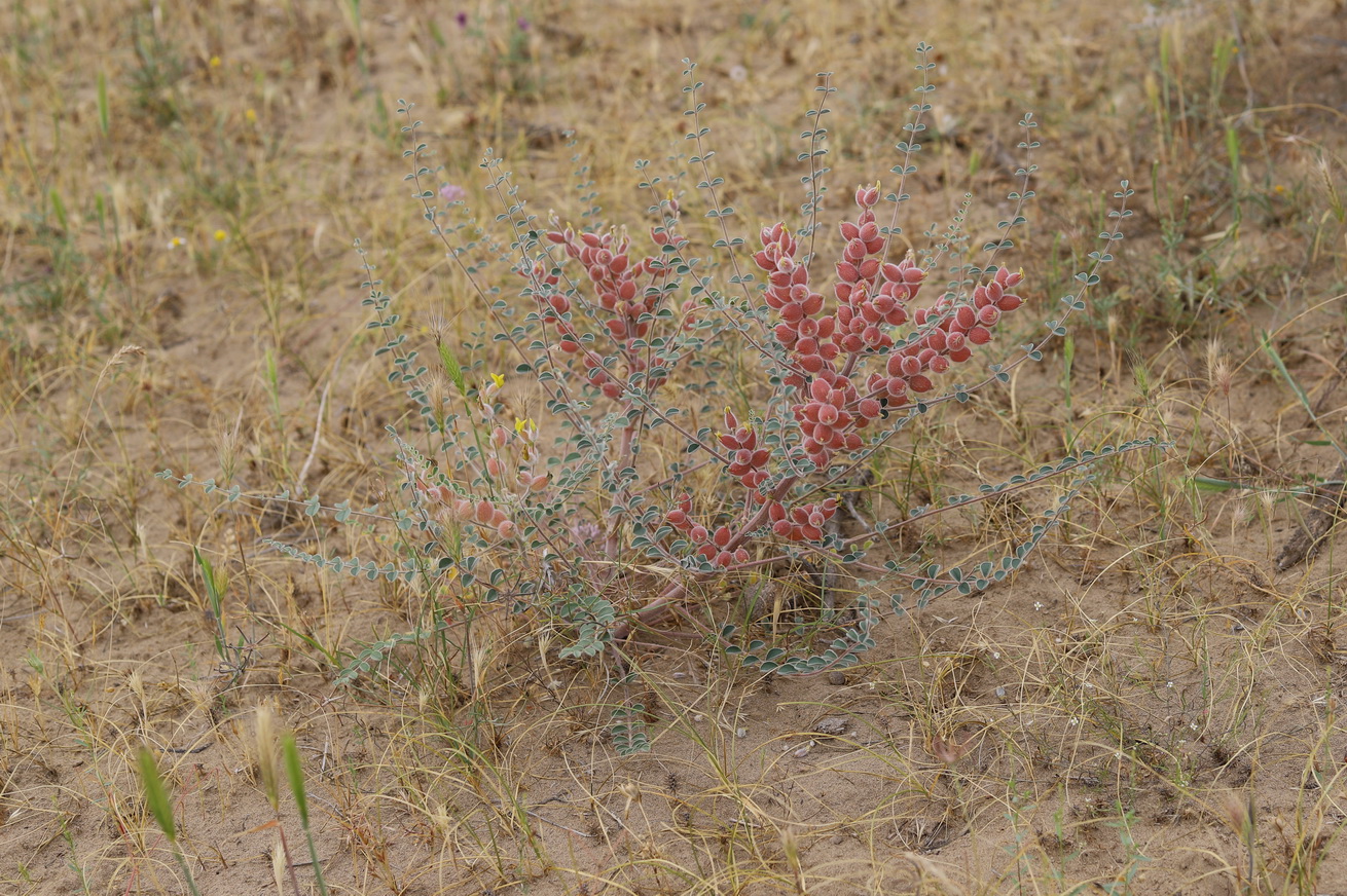 Image of Astragalus winkleri specimen.