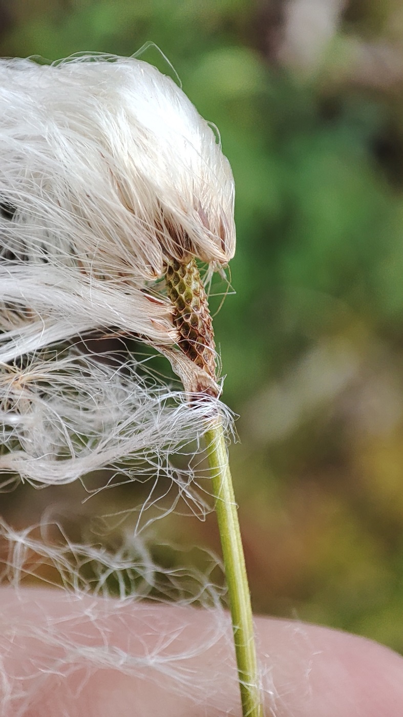 Изображение особи род Eriophorum.