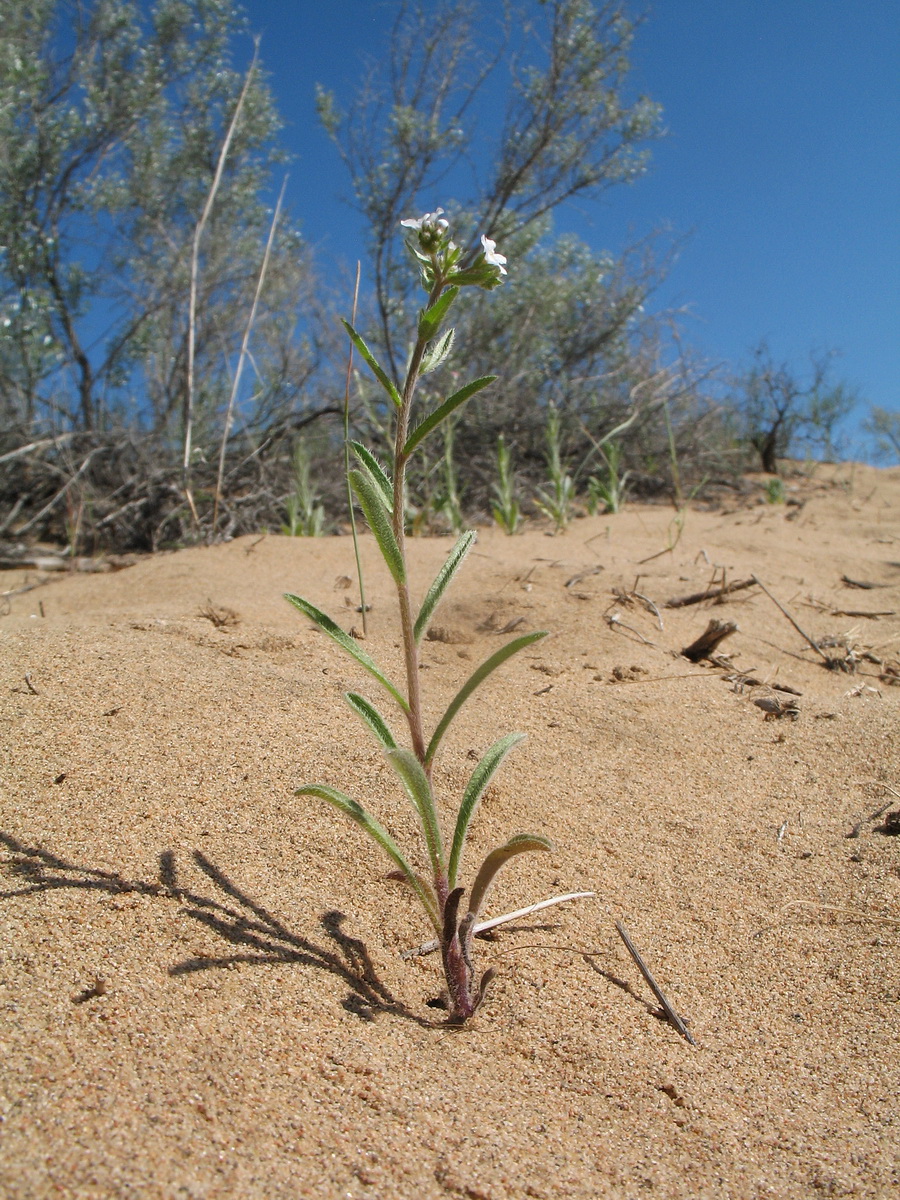 Image of Lappula drobovii specimen.