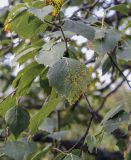 Betula pubescens