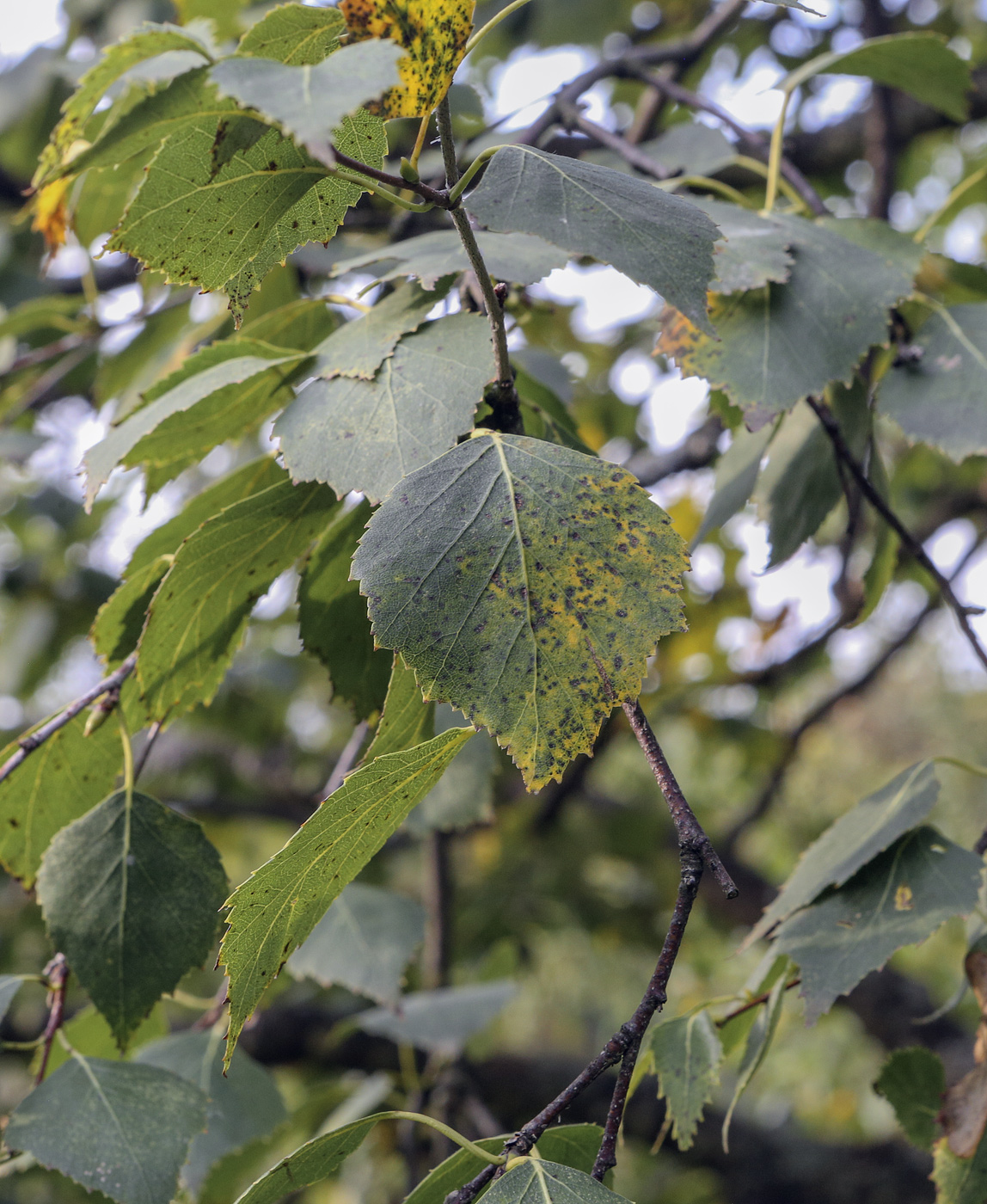 Image of Betula pubescens specimen.