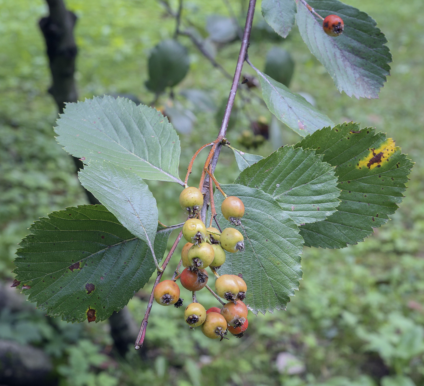 Изображение особи Sorbus subfusca.