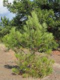 Pinus pityusa