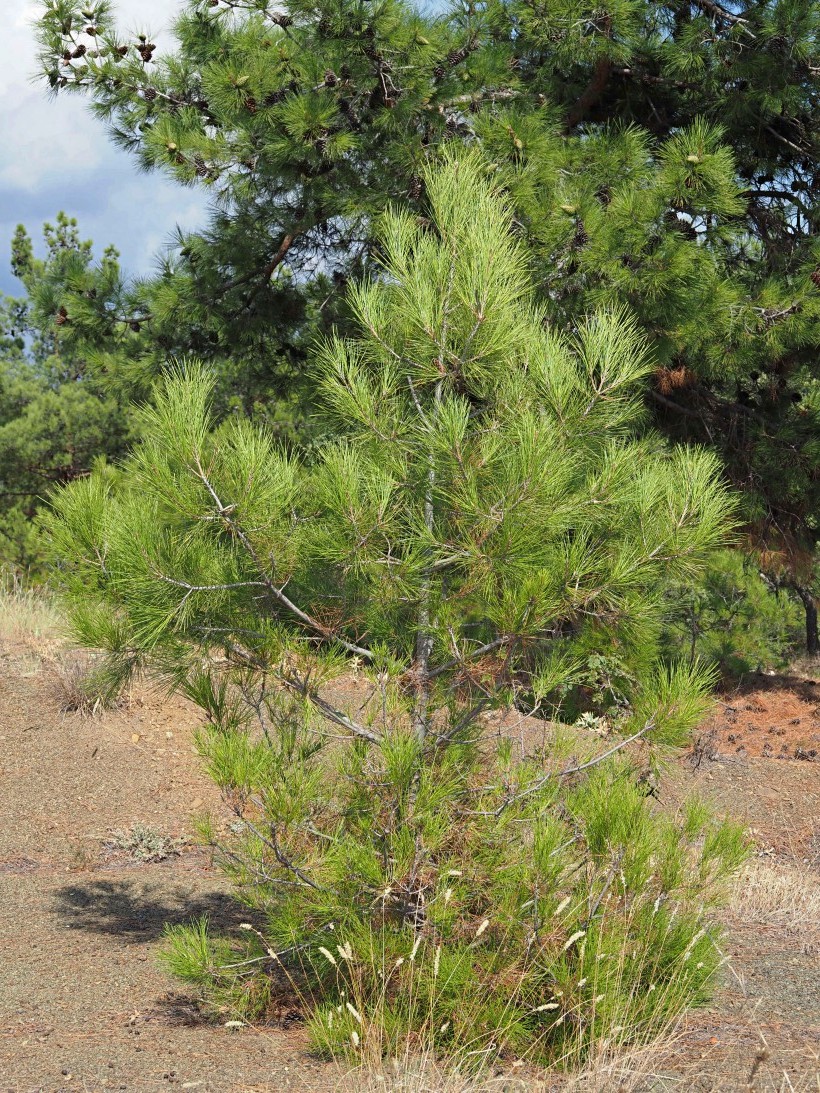 Image of Pinus pityusa specimen.