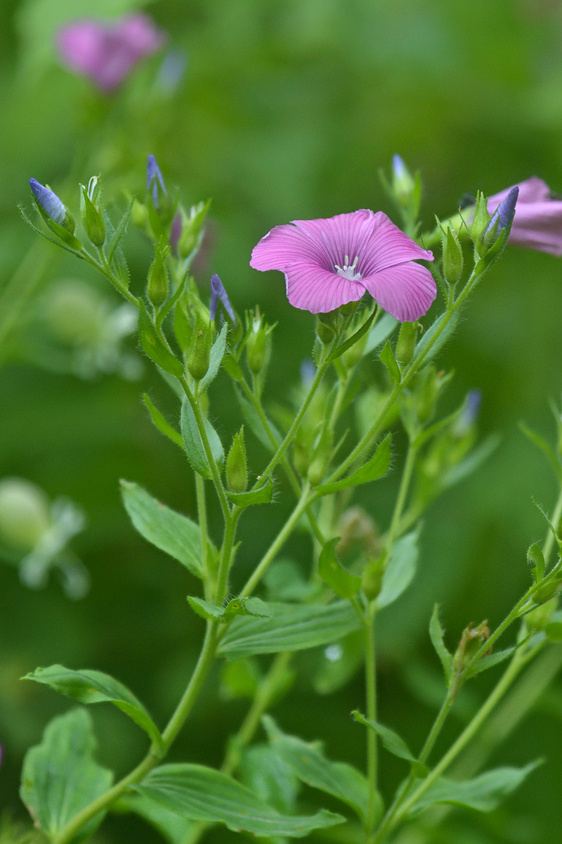 Image of Linum hypericifolium specimen.