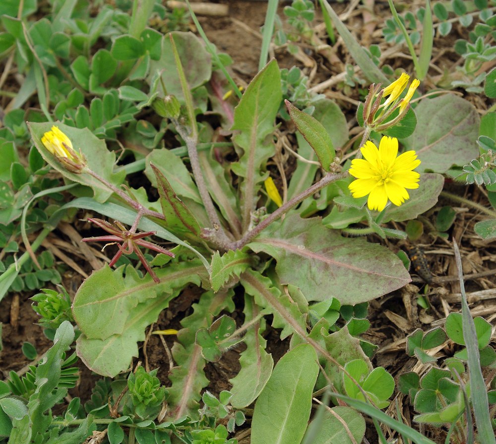 Изображение особи Rhagadiolus hebelaenus.