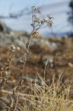 Hieracium umbellatum. Верхушка засыхающего отплодоносившего растения. Республика Башкортостан, Белорецкий р-н, Абзаковский сельсовет, окр. Белорецка, вершина горы Курташ, каменистая почва. 6 ноября 2021 г.