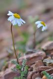 Anthemis iberica