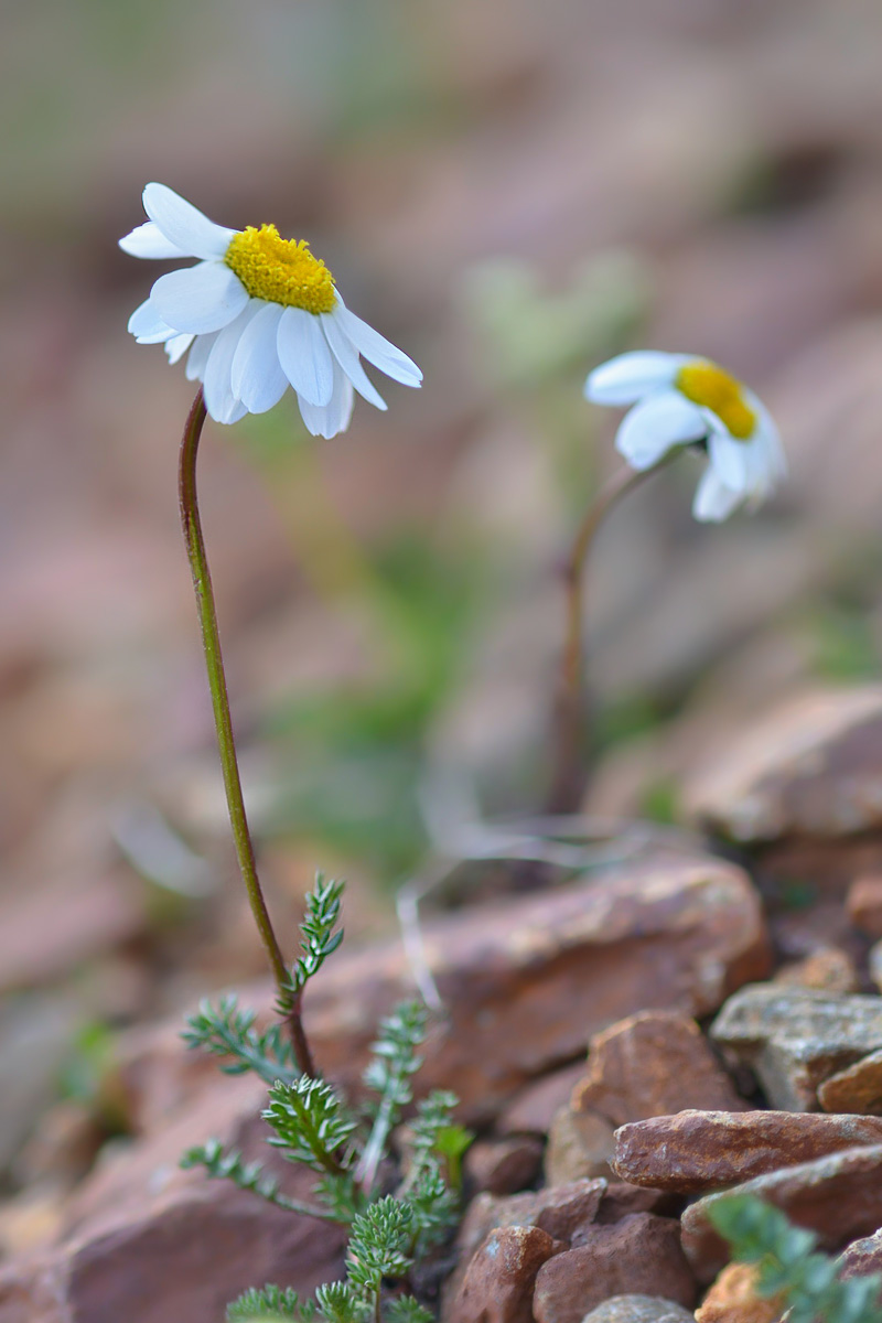 Image of Anthemis iberica specimen.