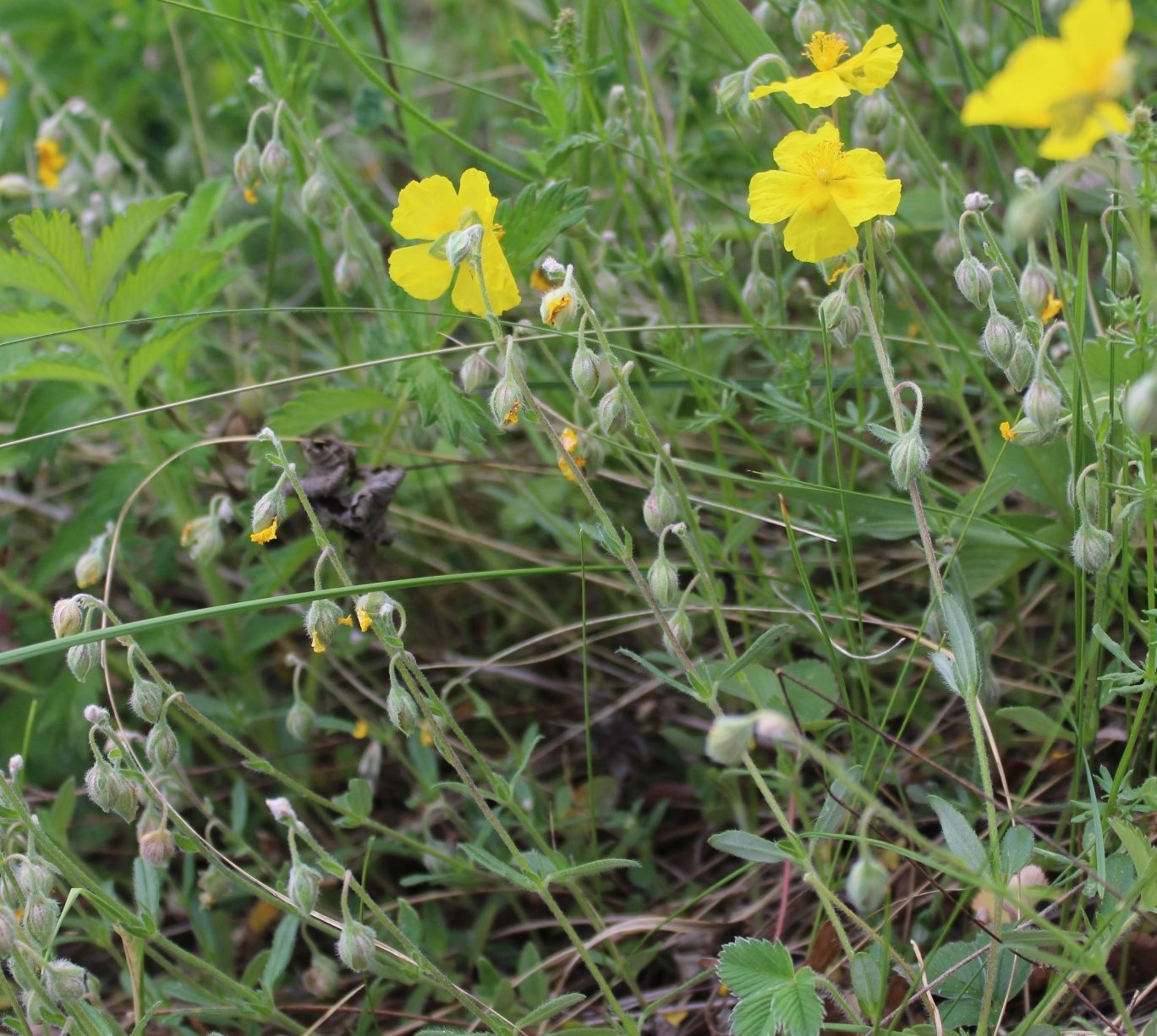 Image of Helianthemum nummularium specimen.