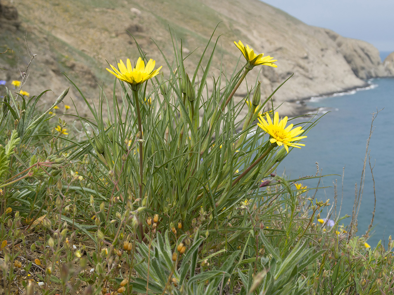 Изображение особи Tragopogon pusillus.