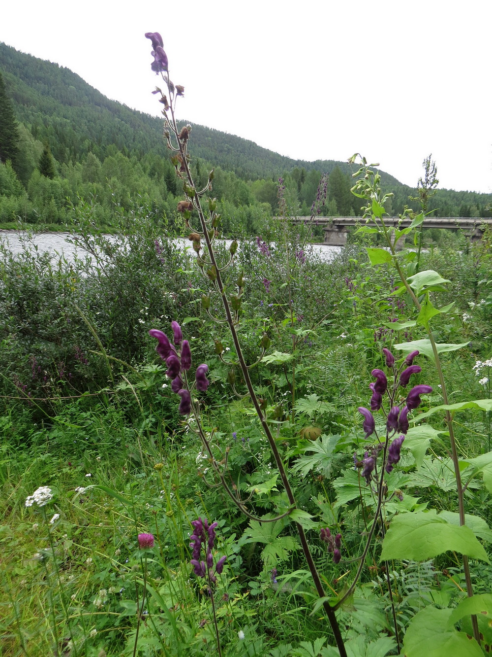 Изображение особи Aconitum septentrionale.