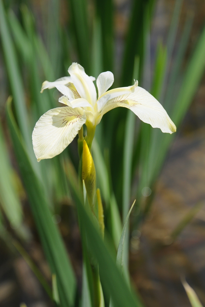 Изображение особи Iris pseudacorus.