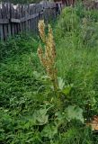 Rheum rhabarbarum