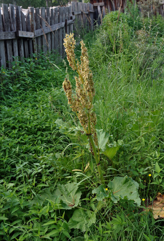 Изображение особи Rheum rhabarbarum.