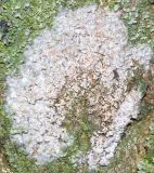 Athelia arachnoidea. Талломы на лишайнике на коре Morus alba. Ростовская обл., г. Таганрог, в сквере. 10.02.2022.
