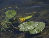 Nuphar lutea. Цветок и листья. Пермский край, Кунгурский р-н, окр. с. Филипповка, река Сылва, окр. урочища гора Ледяная. 20.06.2021.