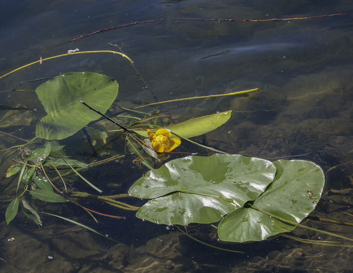 Image of Nuphar lutea specimen.