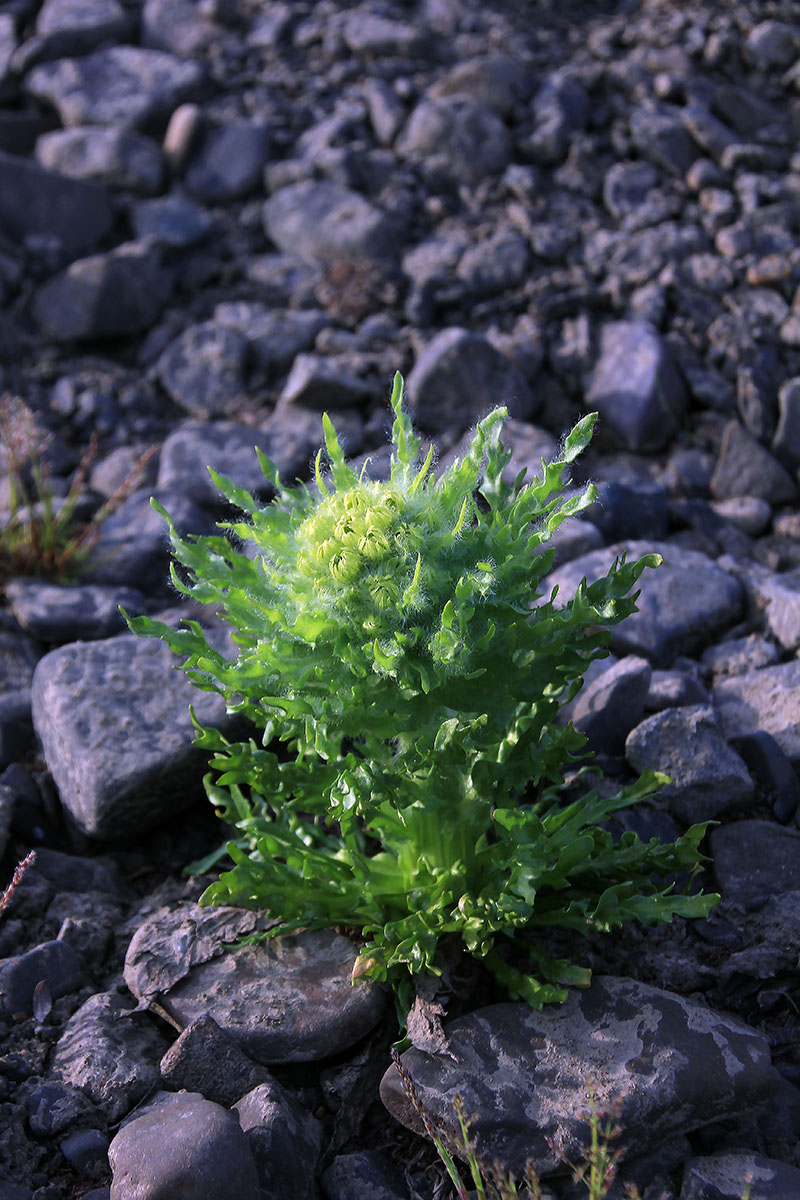 Image of Tephroseris palustris specimen.