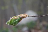 Fagus orientalis