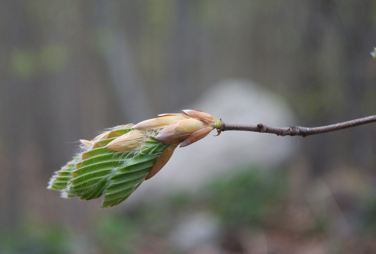 Изображение особи Fagus orientalis.