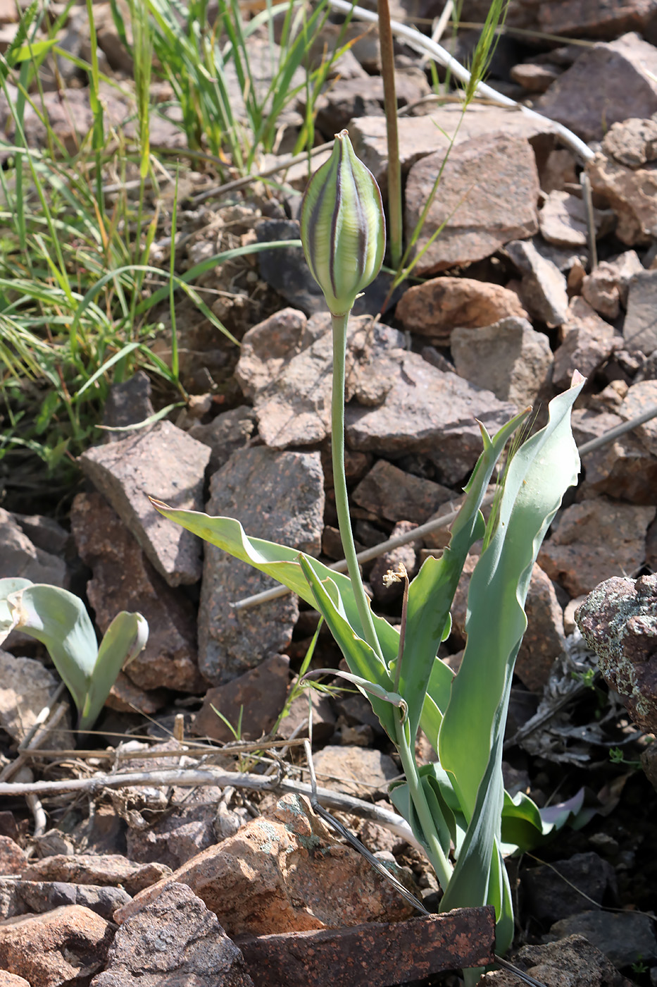 Image of Tulipa vvedenskyi specimen.