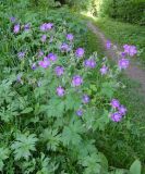 Geranium sylvaticum