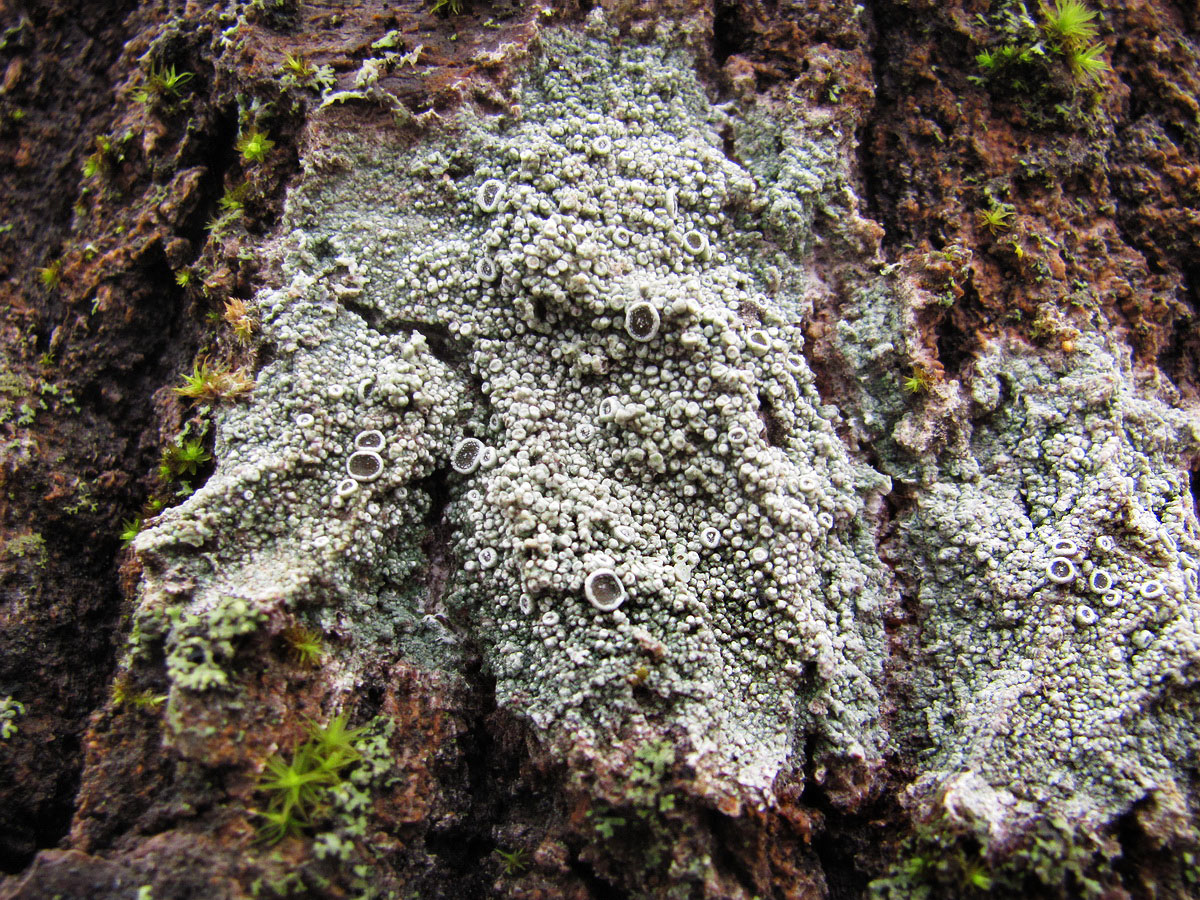 Image of genus Lecanora specimen.