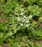 familia Apiaceae. Расцветающее растение. Израиль, горы Самарии, восточная часть, окр. поселения Хамра. 21.02.2022.