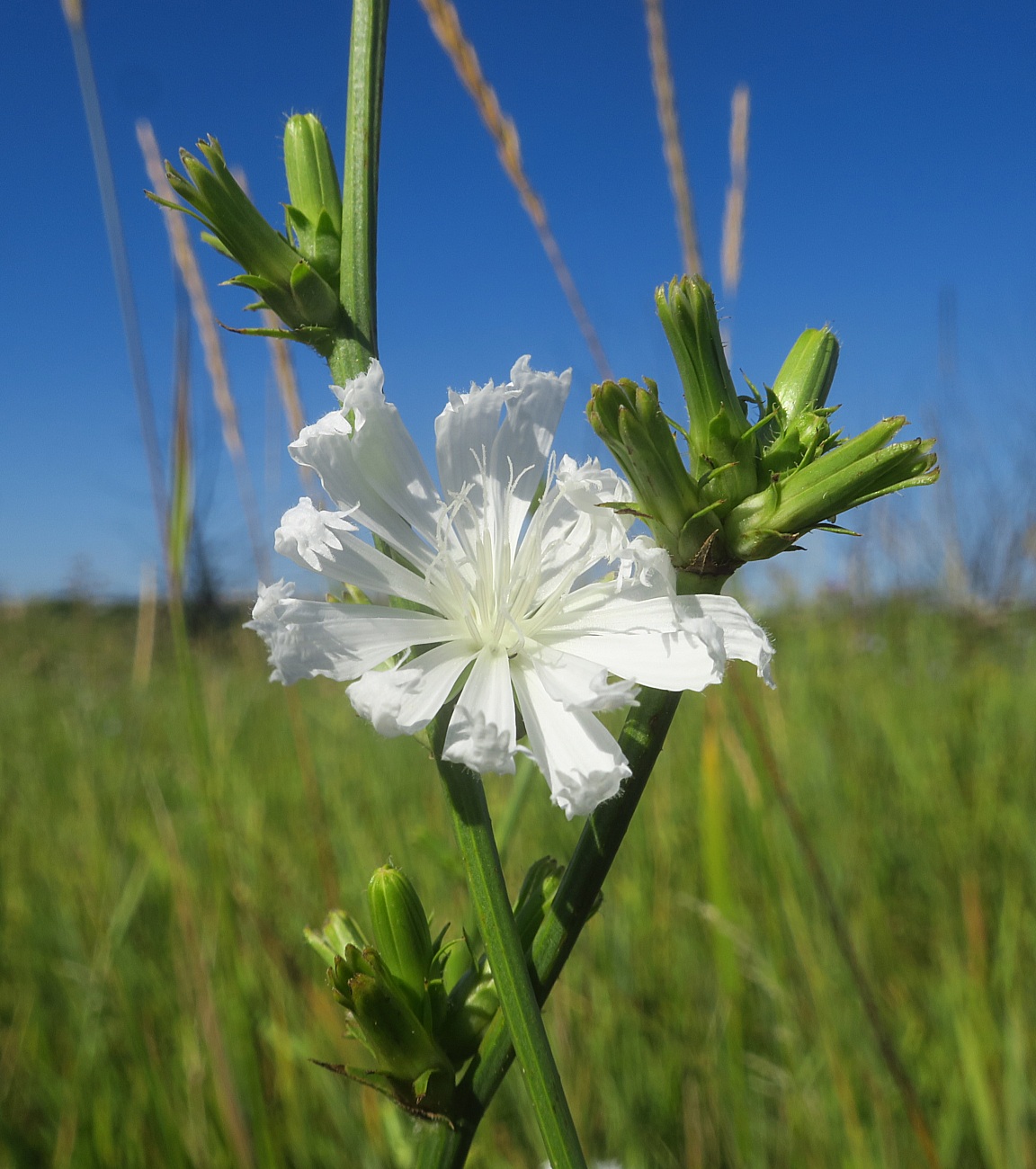 Изображение особи Cichorium intybus.