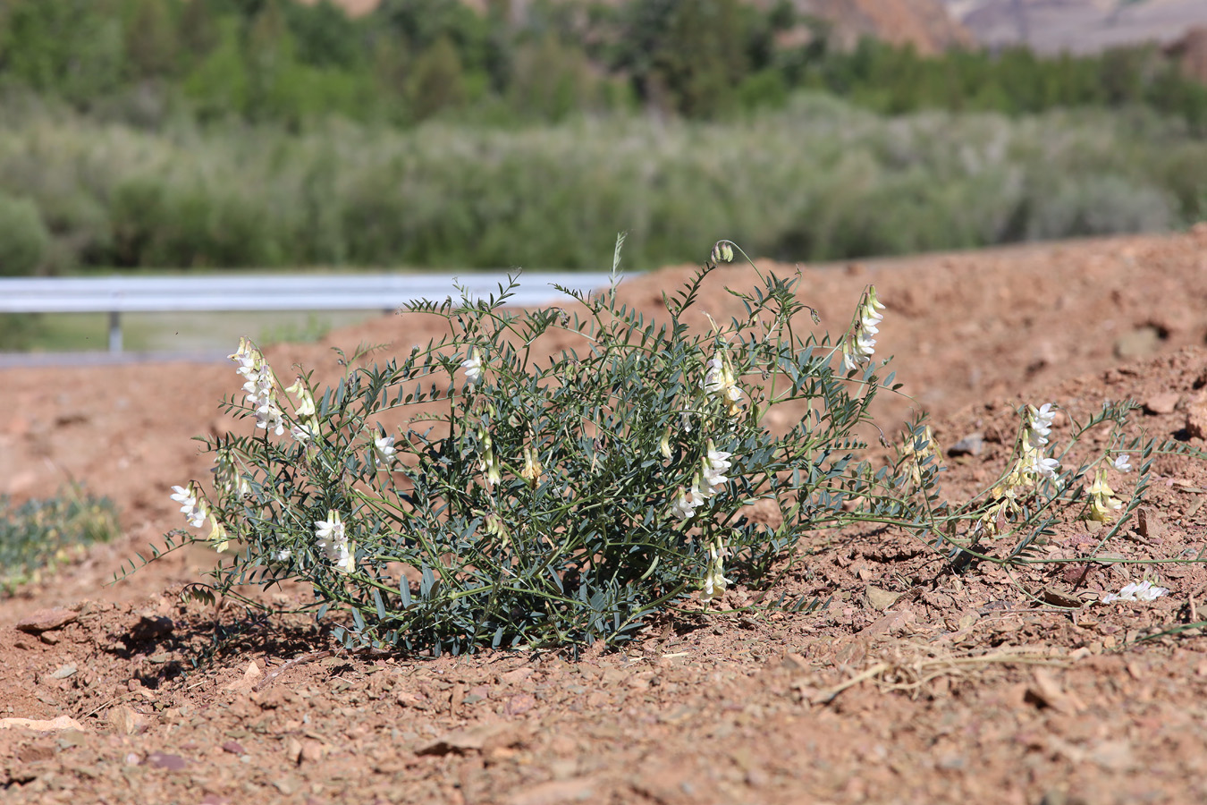 Изображение особи Vicia costata.