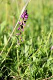 Polygala comosa. Верхушка цветущего растения. Санкт-Петербург, Пушкинский р-н, окр. ж.-д. ст. \"Александровская\", около ж.-д. ветки, луг. 12.06.2022.