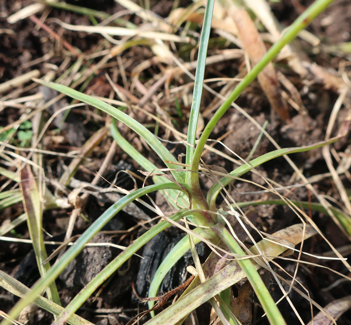 Image of Dianthus caryophyllus specimen.